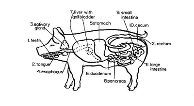 Digestive System - Fetal Pigs in Biology